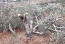 مستوطنون يقتلعون أشجار زيتون معمرة من دوما جنوب نابلس